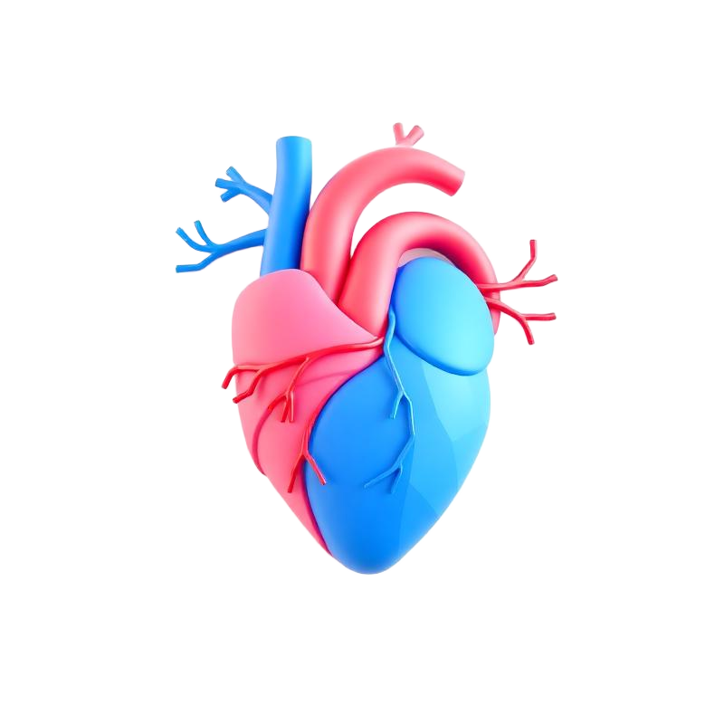 Gesundes Herz und Kreislaufsystem